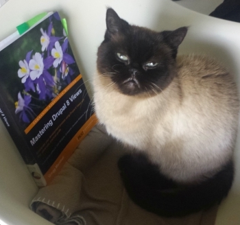 cat