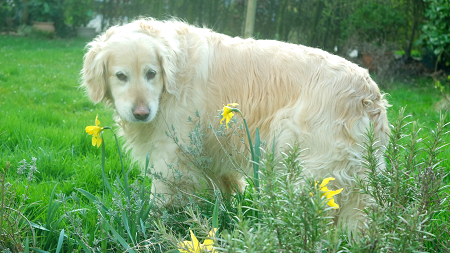 Lola