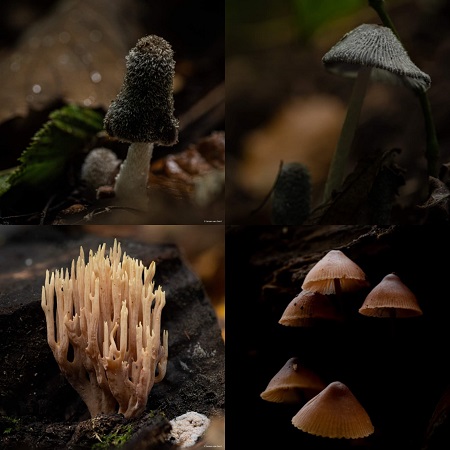 Mushrooms