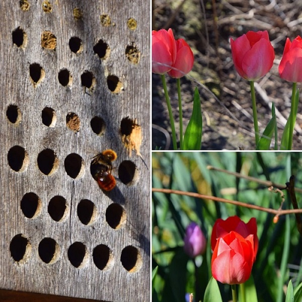bees