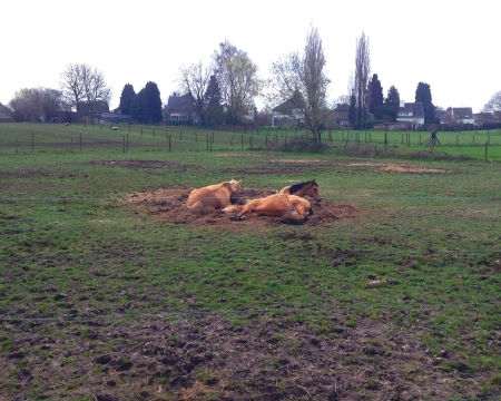 Paarden