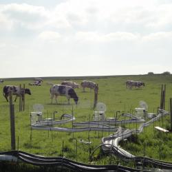 Vaches broutant près de l'appareil de mesure