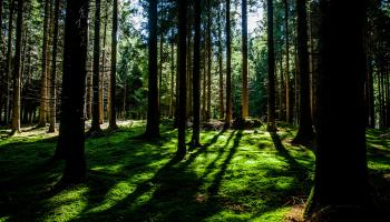 March 21st is International Forest Day